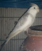 white face male cockatiel